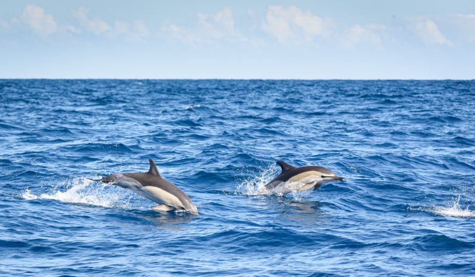 Lagos: Dolphins & Caves - Catamaran - When dolphins show: what close-up viewing actually feels like
