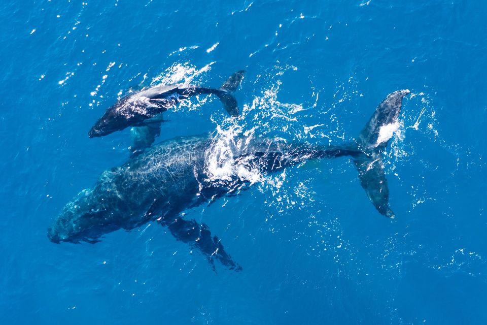 Lagos: Dolphins & Caves - Catamaran - Algarve cliffs and caves: the view part that rounds out the day