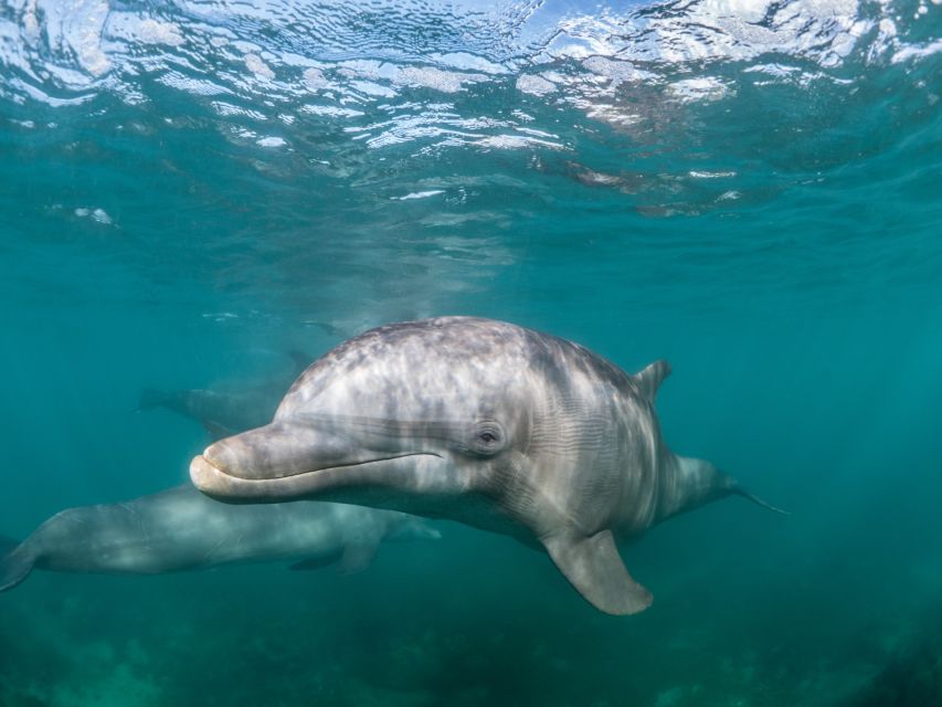 Lagos: Dolphins & Caves - Catamaran - Price and value: does $58 feel fair for Lagos dolphins?