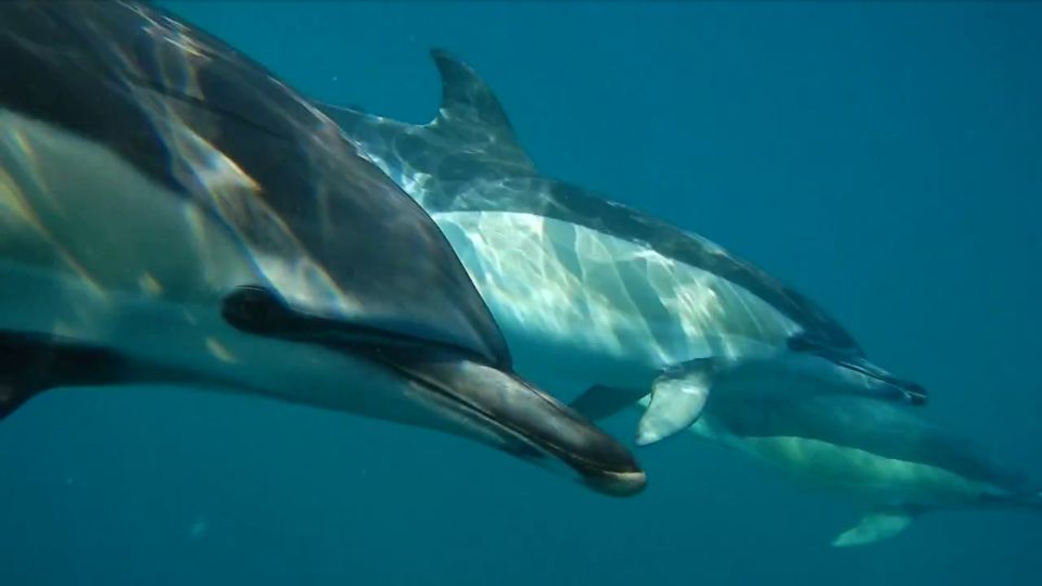 Lisbon: Dolphin Watching with Marine Biologist - Key points I’d circle before you book