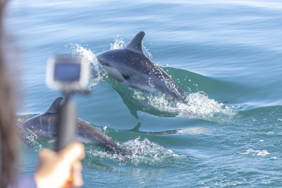Lisbon: Dolphin Watching with Marine Biologist - From the dock under Lisbon’s red bridge