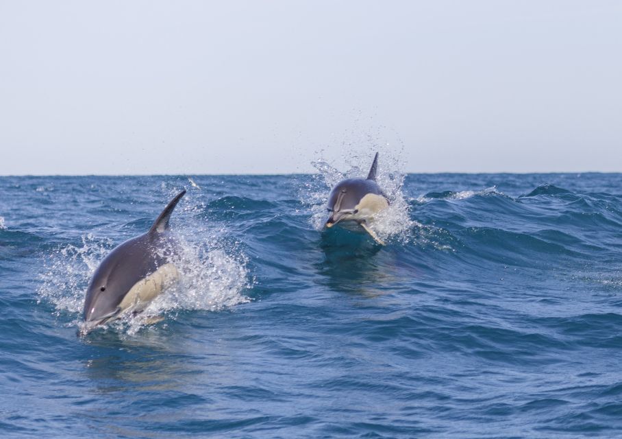 Lisbon: Dolphin Watching with Marine Biologist - The speedboat ride: fast, safe-feeling, and sometimes bumpy
