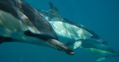 Lisbon: Dolphin Watching with Marine Biologist - Marine biologist-led viewing that stays practical