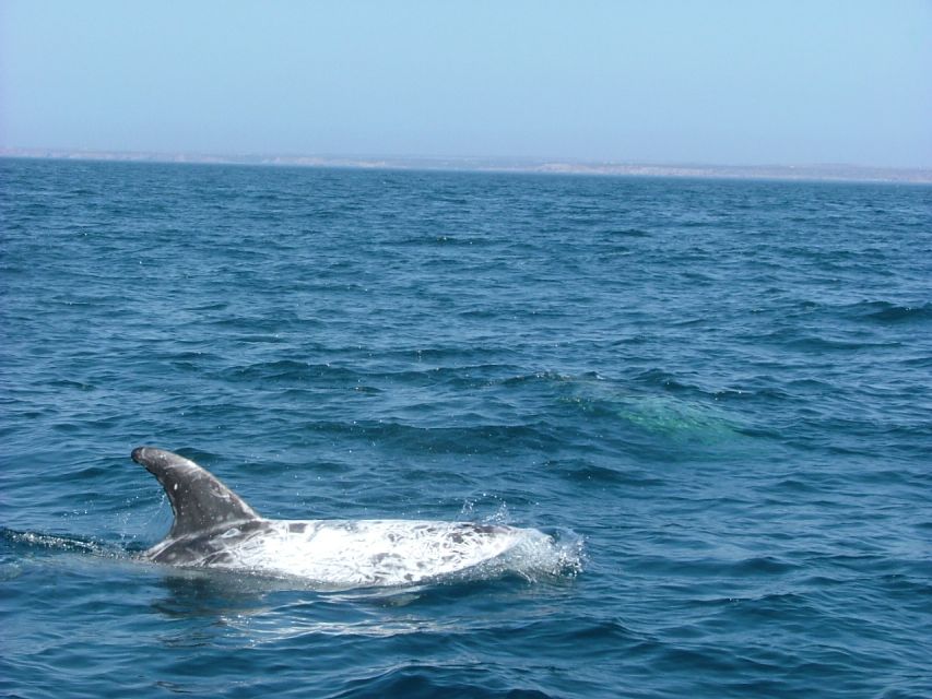 Lisbon: Dolphin Watching with Marine Biologist - Finding dolphins near Bugio Lighthouse and the Tagus mouth