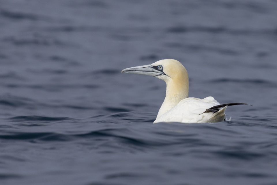 Lisbon: Dolphin Watching with Marine Biologist - Cascais waters: longer watch time, more chances for surprises
