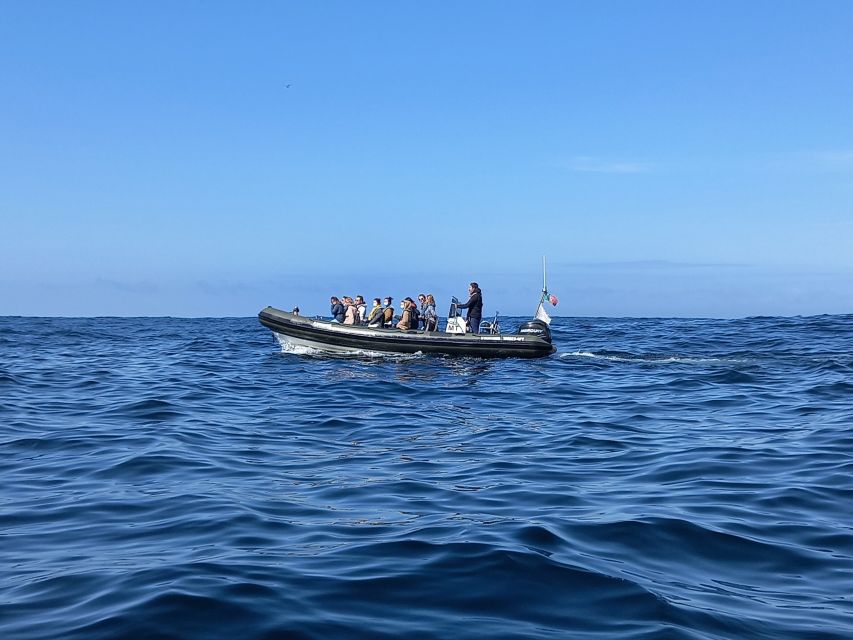 Lisbon: Dolphin Watching with Marine Biologist - What’s included, and how it affects value
