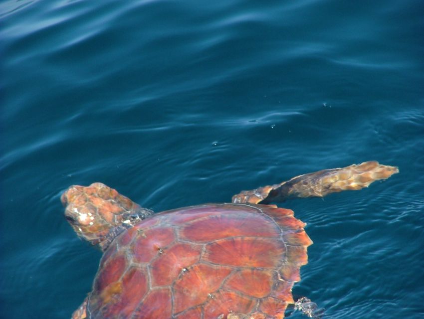 Lisbon: Dolphin Watching with Marine Biologist - What to bring so the experience stays comfortable