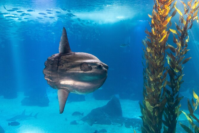 Lisbon Oceanario: Aquarium Entrance Ticket - The Main Event: Central Tank and Four Habitat Zones