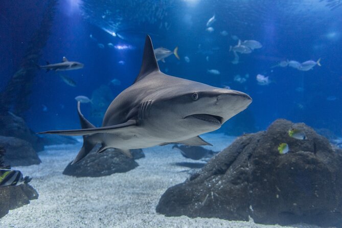 Lisbon Oceanario: Aquarium Entrance Ticket - Beyond the Fish Tanks: Forests Underwater by Takashi Amano