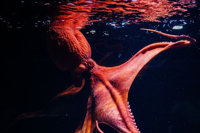 Lisbon Oceanario: Aquarium Entrance Ticket - Animals You’ll Want to Seek Out