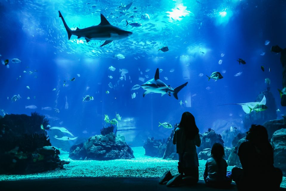 Lisbon: Oceanário de Lisboa Entrance Ticket - Rainy day and family-friendly reality check