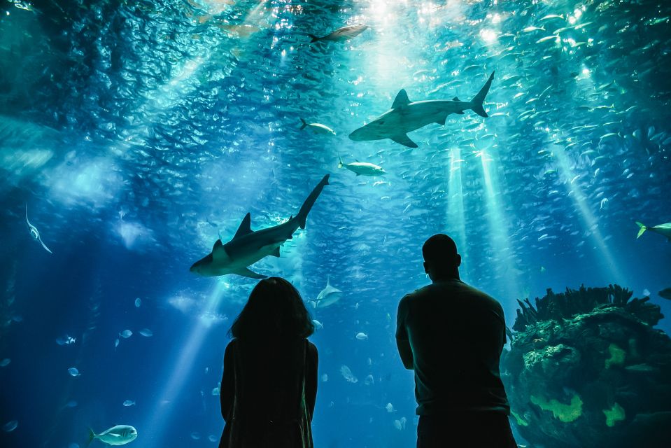 Lisbon: Oceanário de Lisboa Entrance Ticket - The animals to prioritize: sharks, reefs, and sea otters