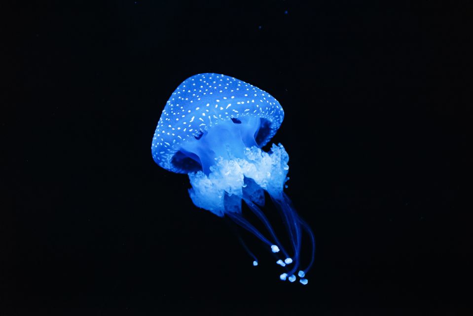 Lisbon: Oceanário de Lisboa Entrance Ticket - Guided tours: worth it if you want names and stories