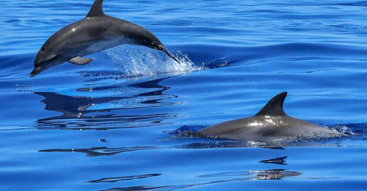 Lisbon: Tagus River Cruise to the Ocean & Dolphin Watching - Key things to know before you go