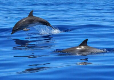 Lisbon: Tagus River Cruise to the Ocean & Dolphin Watching - Price and value: what you’re really paying for