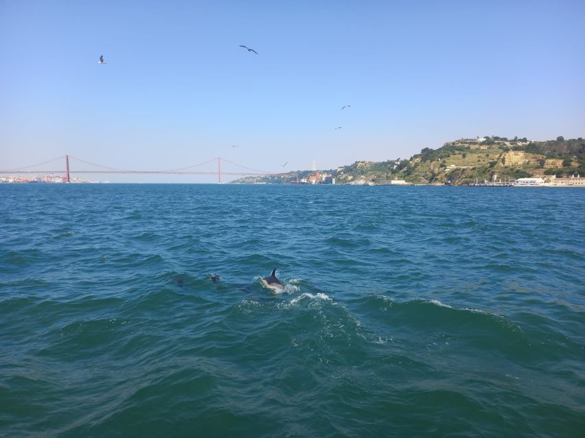 Lisbon: Tagus River Cruise to the Ocean & Dolphin Watching - The dolphin-watching experience: how the search works in the real world