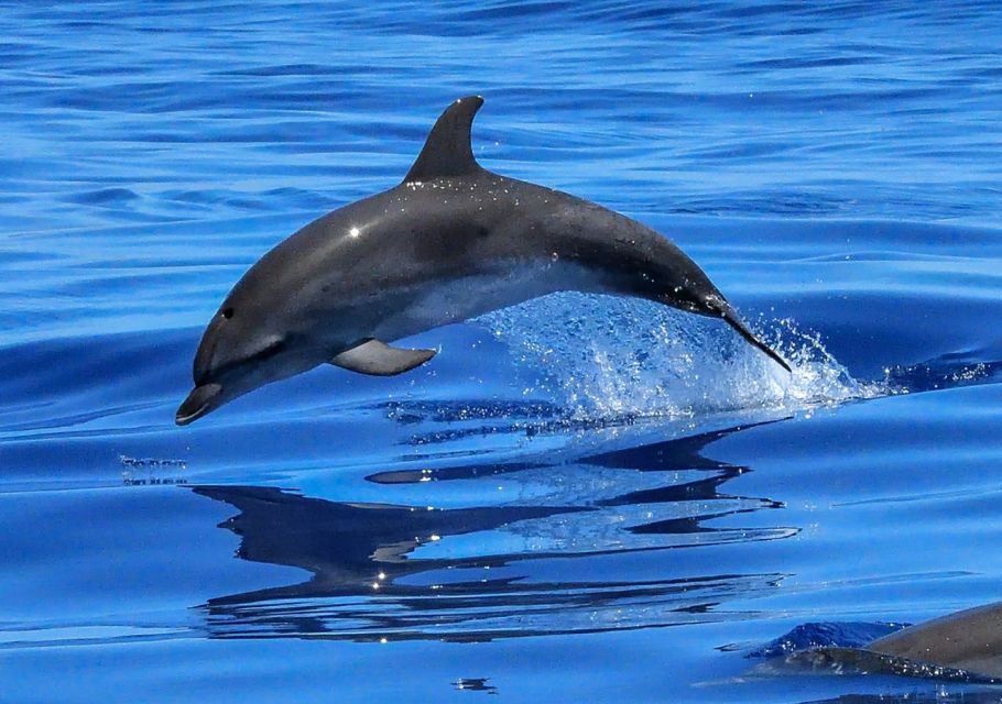 Lisbon: Tagus River Cruise to the Ocean & Dolphin Watching - Boat type and comfort: when the season changes your ride