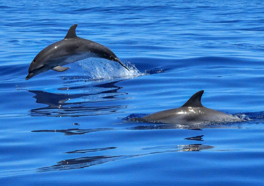 Lisbon: Tagus River Cruise to the Ocean & Dolphin Watching - Price and value: what you’re really paying for