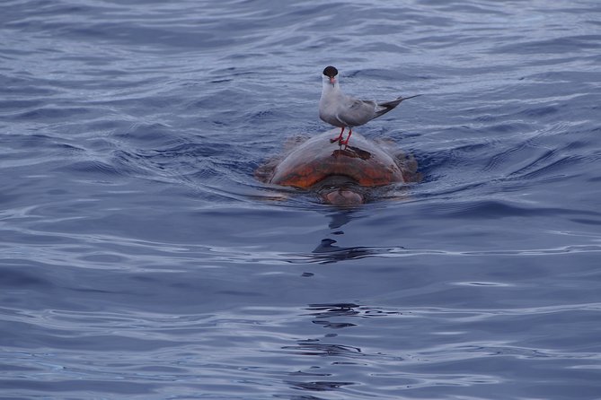 Madeira Dolphin and Whale Watching on a Ecological Catamaran - The crew and guide approach: safety + respect + real explanations