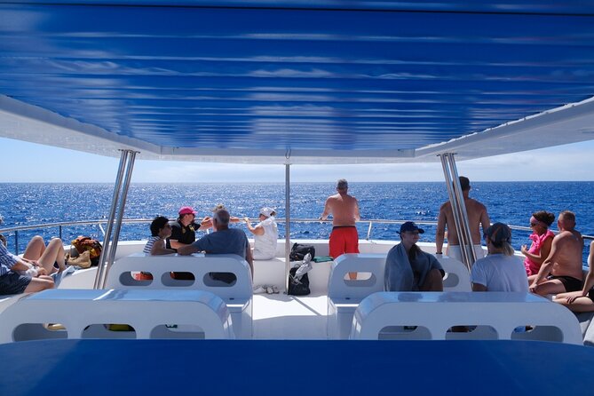 Madeira Dolphin and Whale Watching on a Ecological Catamaran - Coastal highlights on the return route (and the “maybe” details)