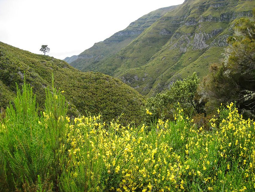 Madeira: Enjoy a Guided Levada Walk in the Rabaçal Valley - The Paul da Serra start: descending into levada country