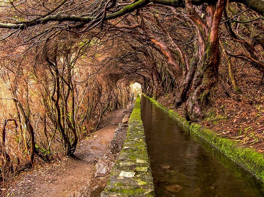 Madeira: Enjoy a Guided Levada Walk in the Rabaçal Valley - Endemic flora and fauna: how the guide turns plants into a story