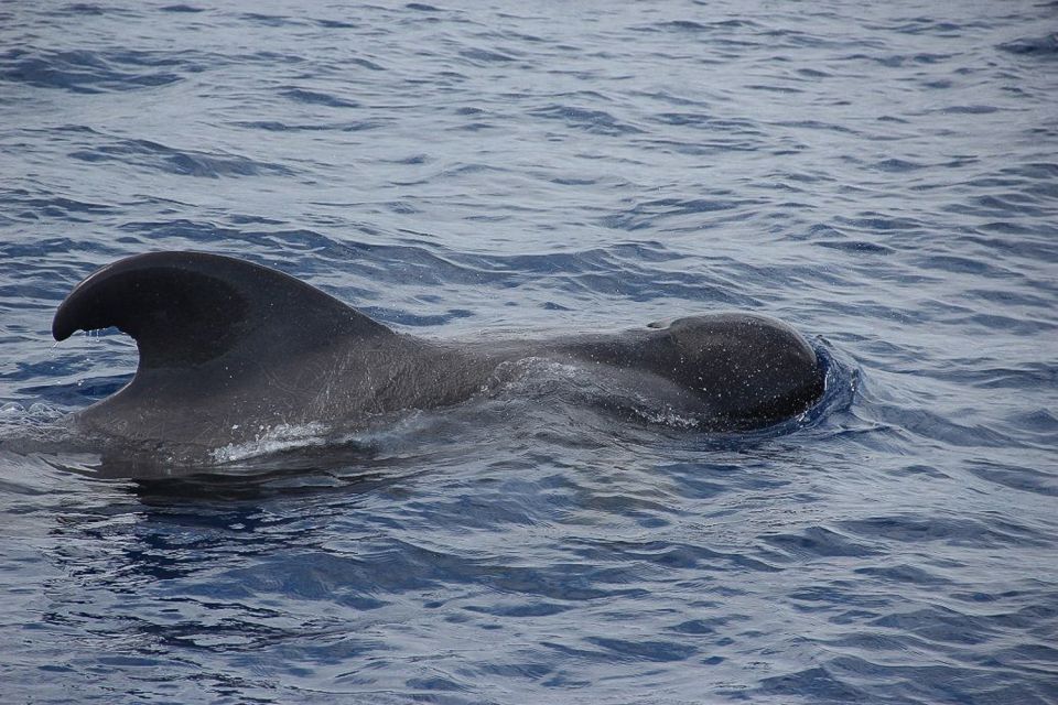 Madeira: Funchal Sunset Tour by Catamaran - Cabo Girão Stop: Swimming (and Snorkeling Chances) Under the Cliff