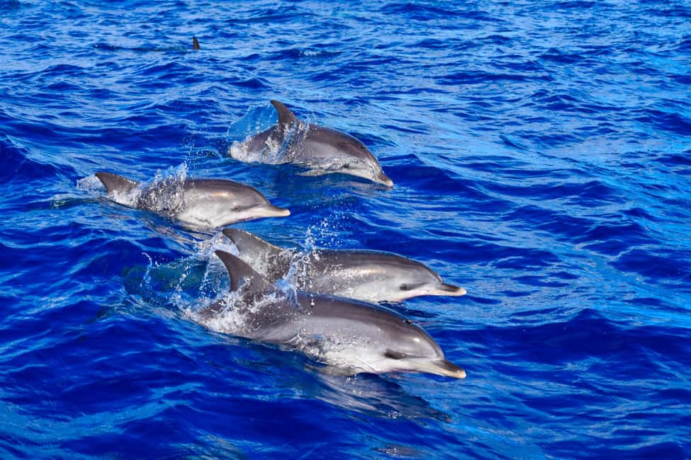 Madeira: Responsible Whales and/or Dolphins Watching Tour - Key Things That Make This Tour Worth Your Time
