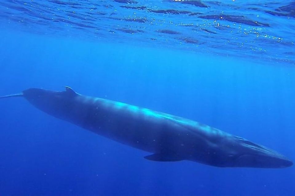 Madeira: Responsible Whales and/or Dolphins Watching Tour - FAQ