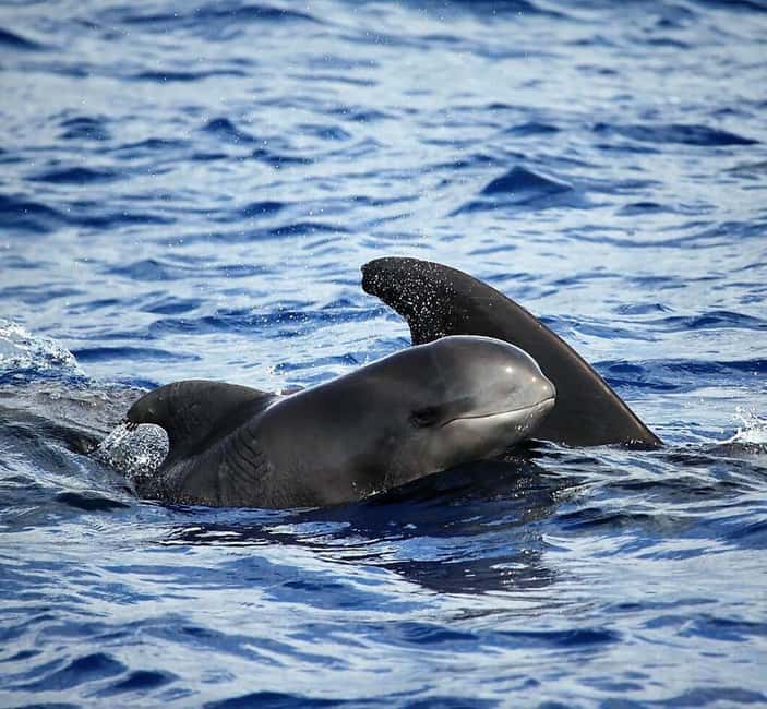 Madeira: Responsible Whales and/or Dolphins Watching Tour - From Funchal Marina to the Open Atlantic: Getting on the Boat Smoothly