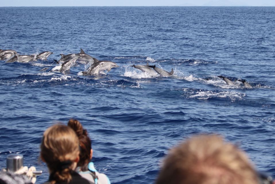 Madeira: Responsible Whales and/or Dolphins Watching Tour - Speedboat RIBs and Land Spotters: Why This Tour Finds Wildlife Efficiently