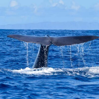 Madeira: Responsible Whales and/or Dolphins Watching Tour - What Responsible Whale and Dolphin Watching Looks Like Here