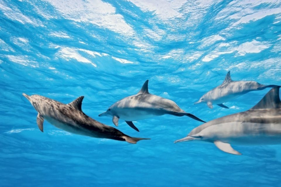 Madeira: Responsible Whales and/or Dolphins Watching Tour - What You Might See Off Madeira: Dolphins, Whales, and Bonus Marine Life