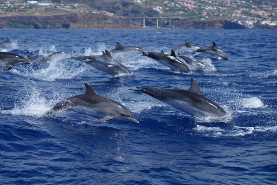 Madeira: Responsible Whales and/or Dolphins Watching Tour - The 2-Hour Experience: What Happens During the Cruise