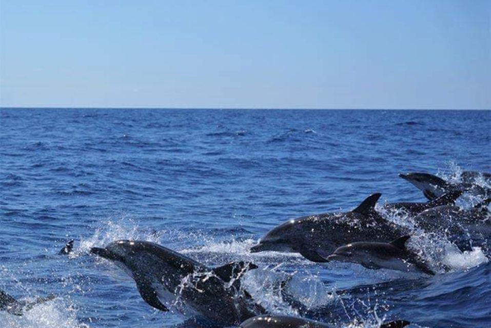 Madeira: Responsible Whales and/or Dolphins Watching Tour - Seas, Wind, and Who This Tour Fits Best