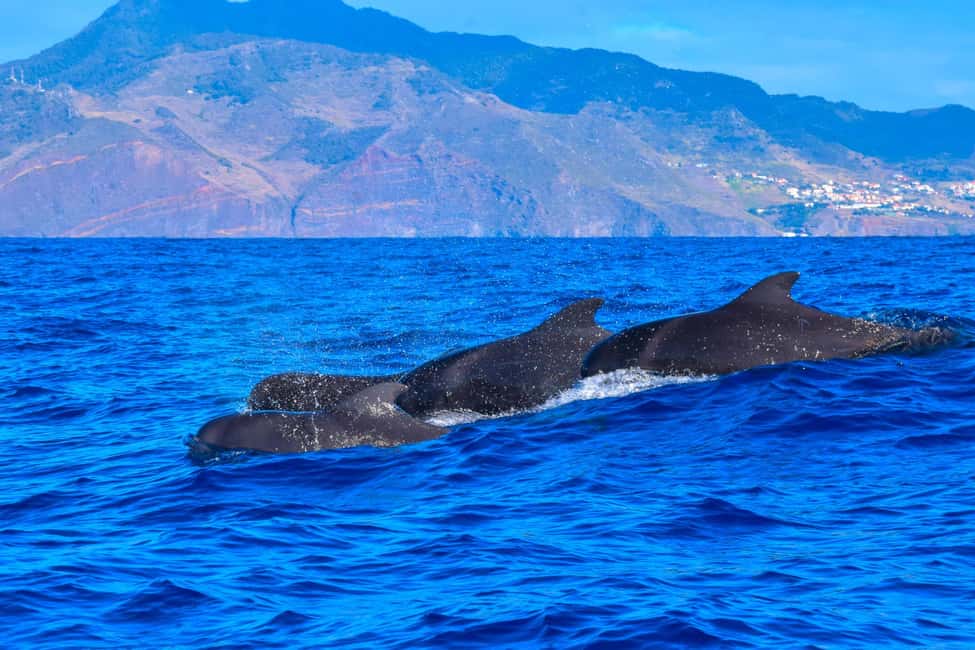 Madeira: Responsible Whales and/or Dolphins Watching Tour - Price and Value: Why $56 Can Make Sense (When You Factor in the Odds)