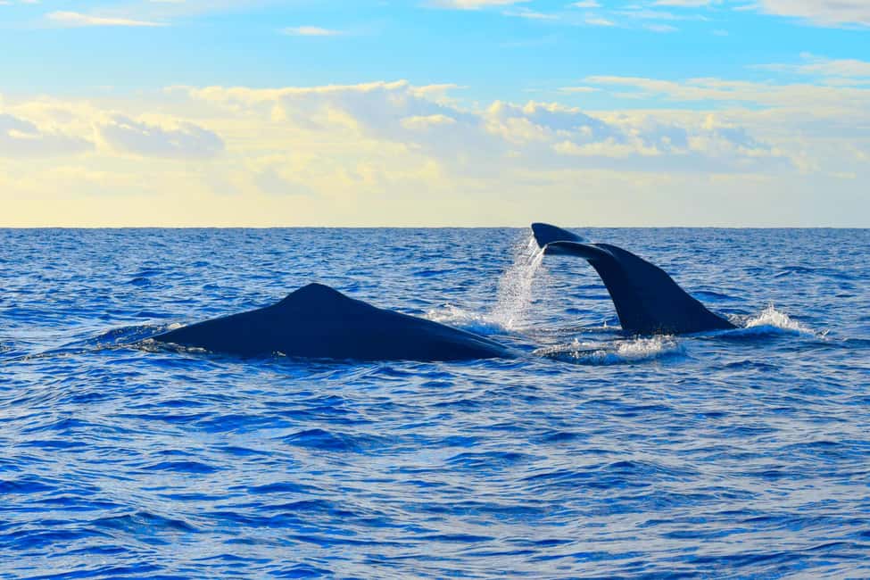 Madeira: Responsible Whales and/or Dolphins Watching Tour - My Take: Should You Book This Blue Safari Madeira Tour?