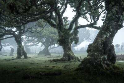Madeira: West Tour With Guide Fanal Forest SykWalkExperience - Your Route in Plain English: What Each Stop Feels Like