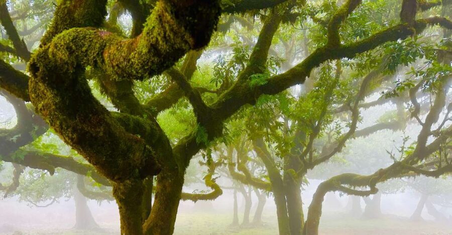 Madeira: Western Madeira Guided Trip & Fanal Mystic Forest - Getting to the West Side: pickup, pacing, and what 7 hours really feels like