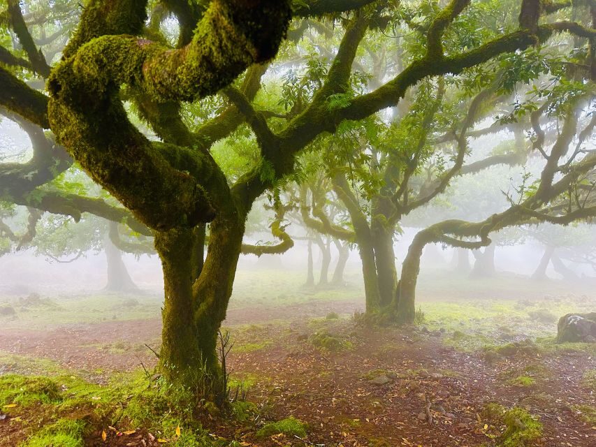 Madeira: Western Madeira Guided Trip & Fanal Mystic Forest - Ribeira da Janela: a quick north-coast hit of rock formations