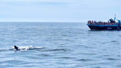 Portimão: Benagil Caves & Dolphins Watching with Biologist - Dolphin watching with a marine biologist: how you improve your odds