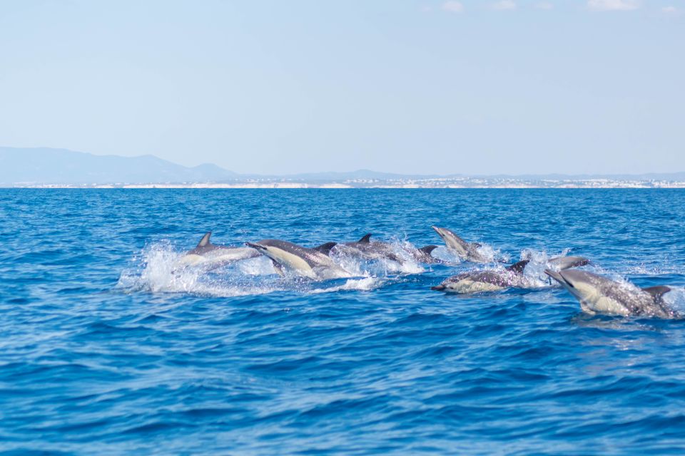 Portimão: Benagil Caves & Dolphins Watching with Biologist - The swim stop at an Algarve beach: when you’ll get to jump in