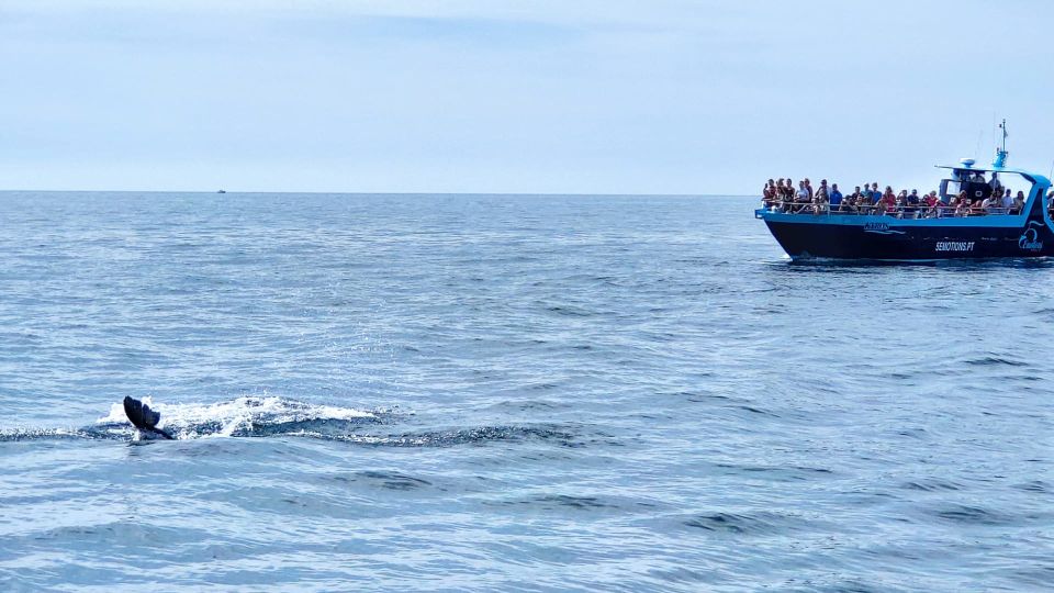 Portimão: Benagil Caves & Dolphins Watching with Biologist - Dolphin watching with a marine biologist: how you improve your odds