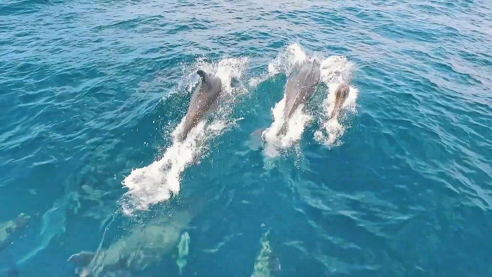 Portimão: Benagil Sea Caves Speedboat Adventure Tour - Ferragudo, Castle viewpoints, and Paradise Cave: the warm-up stops