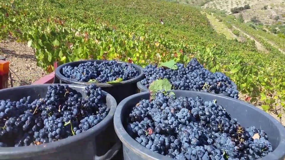 Porto: Douro Valley Tour with 2 Wineries, Lunch and Cruise - Lunch at Sabrosa: where the day turns from wine to real meal