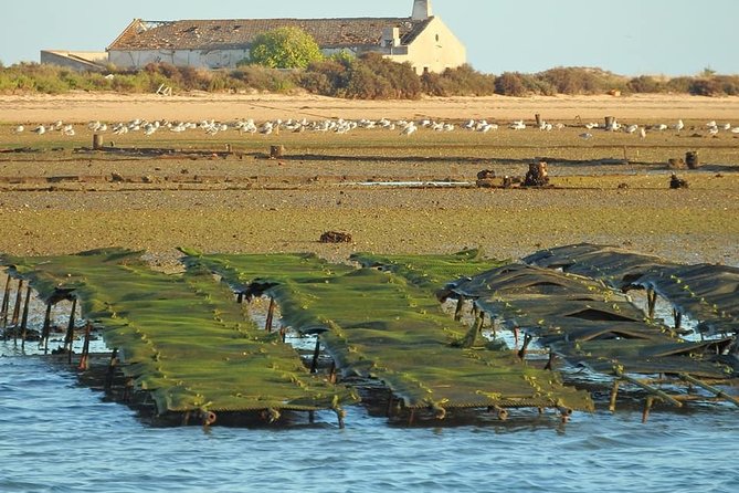 Ria Formosa - Boat trip to the 3 Islands: Armona | Culatra Island | Lighthouse - Stop 1, Ilha do Farol: one hour that sets the tone