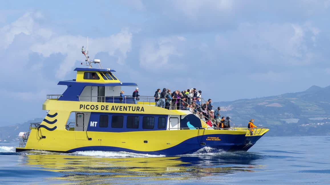 São Miguel: Whale-Watching Cruise with Marine Biologist - Key things I’d bet on