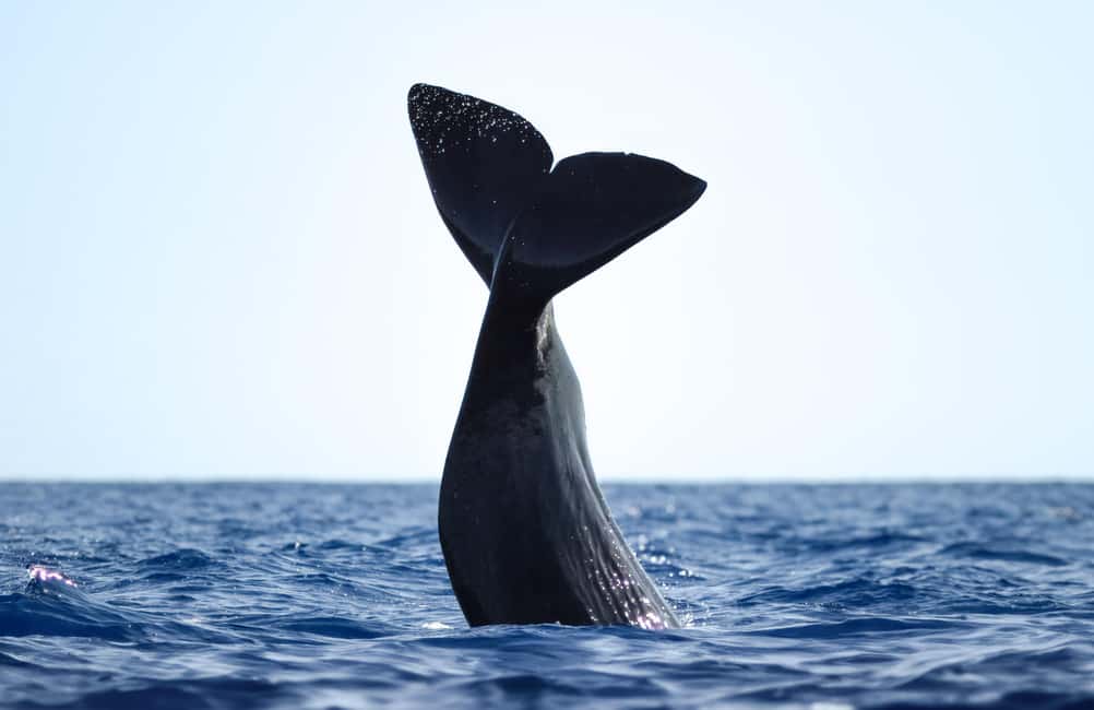 São Miguel: Whale-Watching Cruise with Marine Biologist - Why São Miguel Is a Top Whale-Watching Playground in the Azores