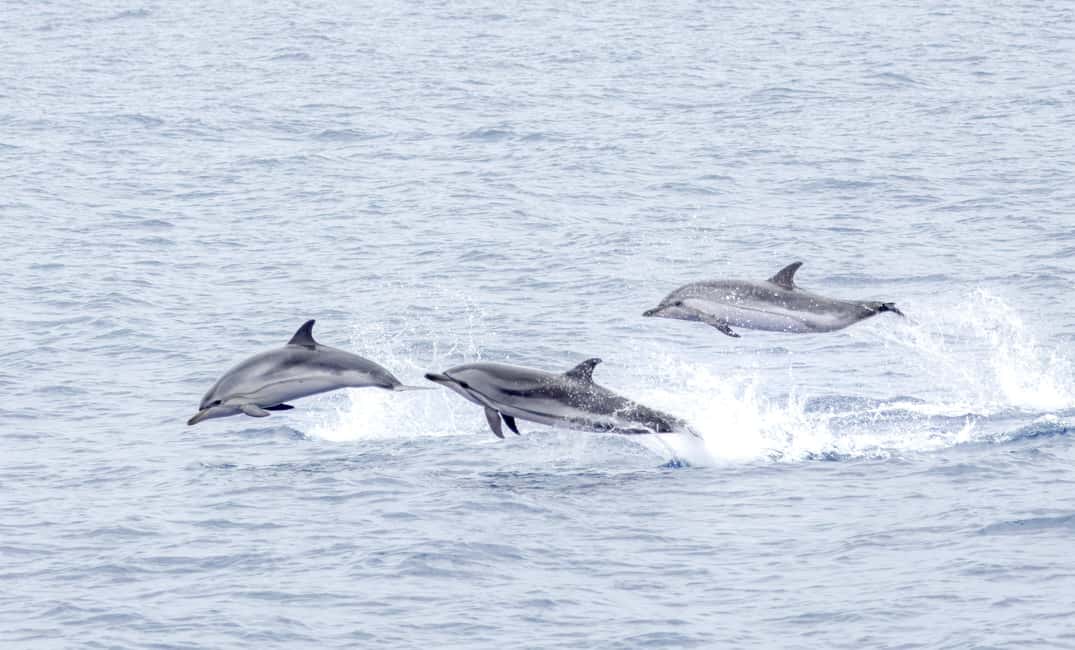 São Miguel: Whale-Watching Cruise with Marine Biologist - How Spotting Works: Lookouts by Radio Before You Ever Hit the Water