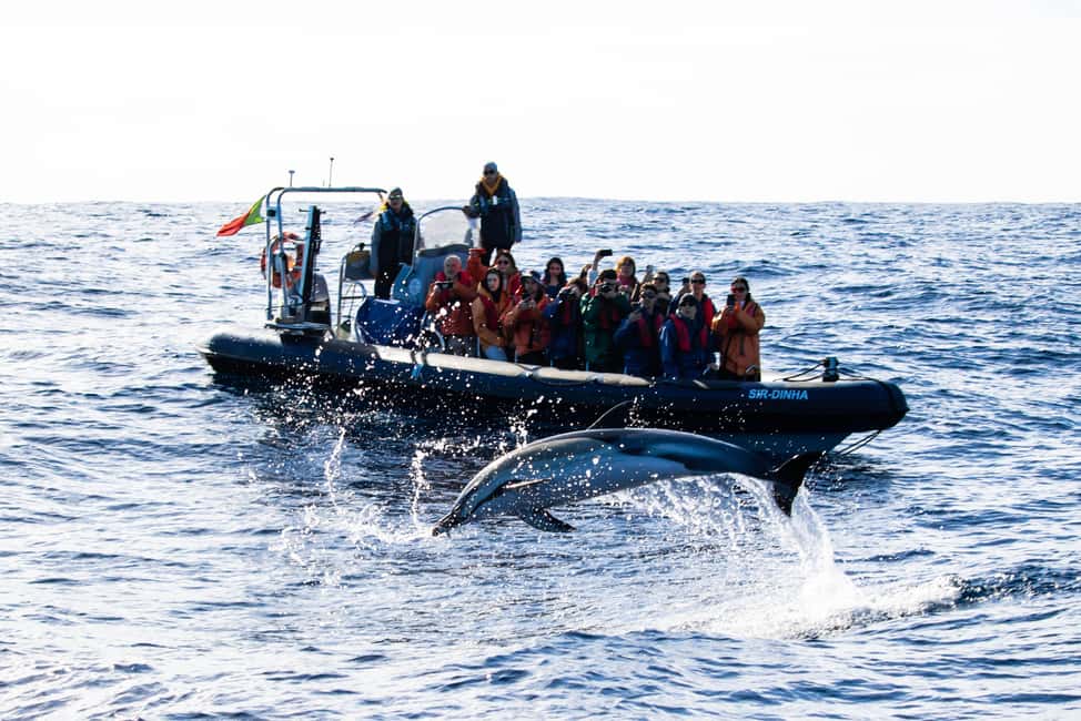 São Miguel: Whale-Watching Cruise with Marine Biologist - Onboard Setup: Safety Briefing, Life Jacket, and Staying Warm